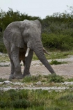Africa;African-bush-elephant;African-bush-elephants;African-elephant;African-elephants;animal;animals;elephant;elephants;Etosha-N.P.;Etosha-National-Park;Etosha-NP;game-park;game-parks;game-reserve;game-reserves;Loxodonta-africana;mammal;mammals;Namibia;national-park;national-parks;pachyderm;pachyderms;Southern-Africa;wildlife;wildlife-park;wildlife-parks;wildlife-reserve;wildlife-reserves