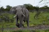 Africa;African-bush-elephant;African-bush-elephants;African-elephant;African-elephants;animal;animals;elephant;elephants;Etosha-N.P.;Etosha-National-Park;Etosha-NP;game-park;game-parks;game-reserve;game-reserves;Loxodonta-africana;mammal;mammals;Namibia;national-park;national-parks;pachyderm;pachyderms;Southern-Africa;wildlife;wildlife-park;wildlife-parks;wildlife-reserve;wildlife-reserves