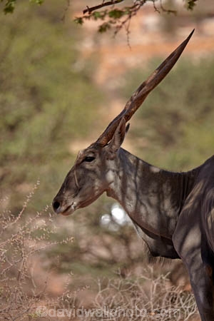africa;african;African-Eland;african-elands;animal;animals;antelope;antelopes;Botswana;cape-eland;cape-elands;common-eland;common-elands;desert;deserts;eland;eland-antelope;eland-antelopes;elands;game-park;game-parks;game-viewing;Gemsbok-National-Park;herbovore;herbovores;Kalahari-Desert;Kalahari-Gemsbok-N.P.;Kalahari-Gemsbok-National-Park;Kalahari-Gemsbok-NP;Kgalagadi;Kgalagadi-Park;Kgalagadi-Transfrontier-Park;mammal;mammals;national-park;national-parks;nature;park;parks;Republic-of-South-Africa;safari;safaris;South-Africa;South-African-Republic;Southern-Africa;southern-eland;southern-elands;Taurotragus-oryx;Twee-Rivieren;wild;wilderness;wildlife
