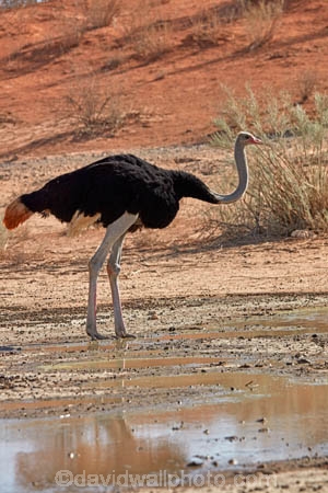 Africa;arid;bird;bird-spotting;birds;Botswana;desert;deserts;dry;dune;dunes;game-viewing;Gemsbok-National-Park;hot;Kalahari-Desert;Kalahari-Gemsbok-N.P.;Kalahari-Gemsbok-National-Park;Kalahari-Gemsbok-NP;Kgalagadi;Kgalagadi-Park;Kgalagadi-Transfrontier-Park;national-park;national-parks;natural;nature;orange-sand;Ostrich;ostriches;park;parks;remote;remoteness;Republic-of-South-Africa;reserve;reserves;safari;safaris;sand;sandy;South-Africa;South-African-Republic;Southern-Africa;Struthio-camelus;wild;wilderness;wildlife