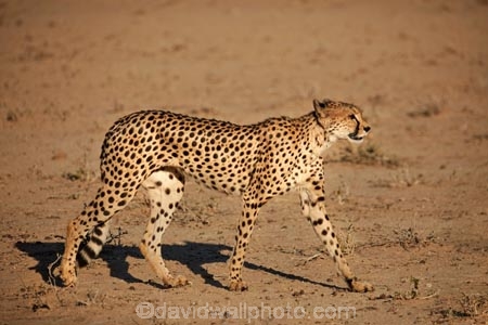 Acinonyx-jubatus;Africa;animal;animals;Botswana;carnivore;carnivores;cat;cats;Cheetah;Cheetahs;desert;deserts;feline;game-drive;game-viewing;Gemsbok-National-Park;hunter;hunters;Kalahari-Desert;Kalahari-Gemsbok-N.P.;Kalahari-Gemsbok-National-Park;Kalahari-Gemsbok-NP;Kgalagadi;Kgalagadi-Park;Kgalagadi-Transfrontier-Park;mammal;mammals;national-park;national-parks;natural;nature;park;parks;predator;predators;Republic-of-South-Africa;reserve;reserves;safari;safaris;South-Africa;South-African-Republic;Southern-Africa;spot;spots;spotted;wild;wilderness;wildlife