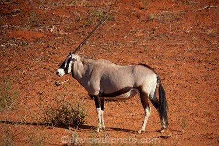 Africa;african;Animal;Animals;Antelope;Antelopes;arid;Botswana;desert;deserts;Gemsbok;Gemsbok-National-Park;gemsboks;horns;Kalahari-Desert;Kalahari-Gemsbok-N.P.;Kalahari-Gemsbok-National-Park;Kalahari-Gemsbok-NP;Kgalagadi;Kgalagadi-Park;Kgalagadi-Transfrontier-Park;Mammal;Mammals;national-park;national-parks;natural;Nature;Oryx;Oryx-gazella;oryxes;oryxs;park;parks;remote;remoteness;Republic-of-South-Africa;reserve;reserves;safari;safaris;South-Africa;South-African-Republic;Southern-Africa;Wild;wilderness;Wildlife