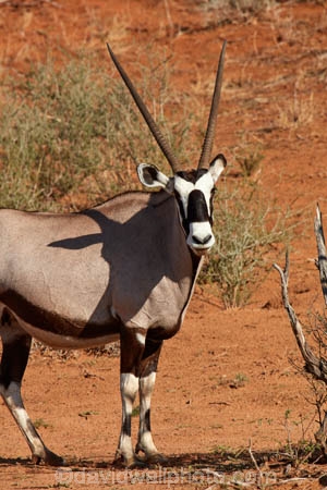 Africa;african;Animal;Animals;Antelope;Antelopes;arid;Botswana;desert;deserts;Gemsbok;Gemsbok-National-Park;gemsboks;horns;Kalahari-Desert;Kalahari-Gemsbok-N.P.;Kalahari-Gemsbok-National-Park;Kalahari-Gemsbok-NP;Kgalagadi;Kgalagadi-Park;Kgalagadi-Transfrontier-Park;Mammal;Mammals;national-park;national-parks;natural;Nature;Oryx;Oryx-gazella;oryxes;oryxs;park;parks;remote;remoteness;Republic-of-South-Africa;reserve;reserves;safari;safaris;South-Africa;South-African-Republic;Southern-Africa;Wild;wilderness;Wildlife