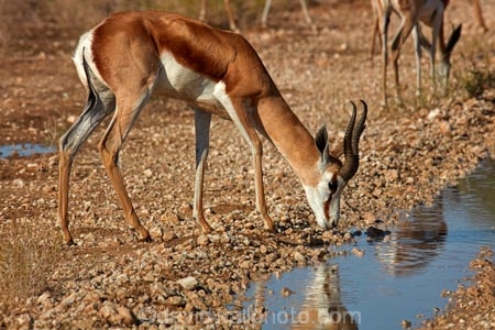 Africa;animal;animals;antelope;antelopes;Antidorcas-marsupialis;Botswana;desert;deserts;drink;drinking;game-park;game-parks;game-reserve;game-reserves;Gemsbok-National-Park;Kalahari-Desert;Kalahari-Gemsbok-N.P.;Kalahari-Gemsbok-National-Park;Kalahari-Gemsbok-NP;Kgalagadi;Kgalagadi-Park;Kgalagadi-Transfrontier-Park;mammal;mammals;national-park;national-parks;park;parks;puddle;puddles;reflection;reflections;Republic-of-South-Africa;safari;safaris;South-Africa;South-African-Republic;Southern-Africa;springbok;springboks;springbuck;wilderness;wildlife;wildlife-park;wildlife-parks;wildlife-reserve;wildlife-reserves