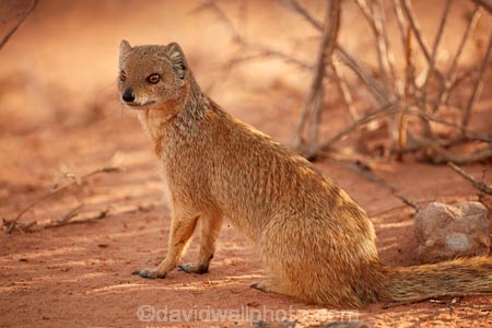 Africa;African;african-wildlife;animal;Botswana;Cynictis-penicillata;desert;deserts;Gemsbok-National-Park;Kalahari-Desert;Kalahari-Gemsbok-N.P.;Kalahari-Gemsbok-National-Park;Kalahari-Gemsbok-NP;Kgalagadi;Kgalagadi-Park;Kgalagadi-Transfrontier-Park;mammal;mammals;mongoose;mongooses;national-park;national-parks;park;parks;red-meerkat;Republic-of-South-Africa;safari;safaris;South-Africa;South-African-Republic;Southern-Africa;widlife;wild;wilderness;Yellow-mongoose;Yellow-mongooses