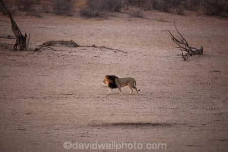 Africa;African;animal;animals;Black-maned-lion;Black-maned-lions;Black_maned-lion;Black_maned-lions;Botswana;carnivore;carnivores;cat;cats;desert;deserts;feline;game-park;game-parks;game-reserve;game-reserves;Gemsbok-National-Park;hunter;hunters;Kalahari-Black-maned-lion;Kalahari-Black-maned-lions;Kalahari-Black_maned-lion;Kalahari-Black_maned-lions;Kalahari-Desert;Kalahari-Gemsbok-N.P.;Kalahari-Gemsbok-National-Park;Kalahari-Gemsbok-NP;Kalahari-lion;Kalahari-lions;Kalahari-Tented-Camp;Kgalagadi;Kgalagadi-Park;Kgalagadi-Transfrontier-Park;lion;lions;mammal;mammals;national-park;national-parks;Panthera-leo;park;parks;predator;predators;Republic-of-South-Africa;safari;safaris;South-Africa;South-African-Republic;Southern-Africa;wilderness;wildlife;wildlife-park;wildlife-parks;wildlife-reserve;wildlife-reserves