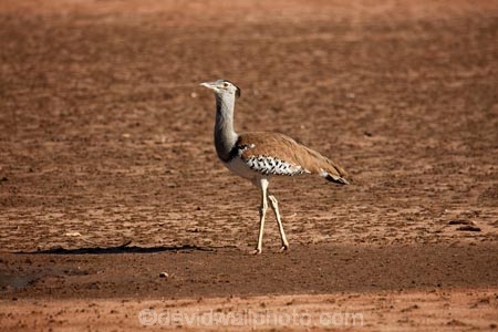 Africa;African;animal;animals;Ardeotis-kori;avian;bird;bird-spotting;bird-watching;bird_watching;birds;Botswana;desert;deserts;eco-tourism;eco_tourism;ecotourism;Fauna;game-park;game-parks;game-reserve;game-reserves;Gemsbok-National-Park;Kalahari-Desert;Kalahari-Gemsbok-N.P.;Kalahari-Gemsbok-National-Park;Kalahari-Gemsbok-NP;Kgalagadi;Kgalagadi-Park;Kgalagadi-Transfrontier-Park;Kori-Bustard;national-park;national-parks;Natural;Nature;Ornithology;park;parks;Republic-of-South-Africa;safari;safaris;South-Africa;South-African-Republic;Southern-Africa;wild;wilderness;wildlife;wildlife-park;wildlife-parks;wildlife-reserve;wildlife-reserves