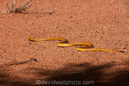 Africa;African;Botswana;Cape-Cobra;Cape-Cobras;Cobra;Cobras;desert;deserts;Gemsbok-National-Park;Kalahari-Desert;Kalahari-Gemsbok-N.P.;Kalahari-Gemsbok-National-Park;Kalahari-Gemsbok-NP;Kgalagadi;Kgalagadi-Park;Kgalagadi-Transfrontier-Park;Naja-nivea;national-park;national-parks;park;parks;reptile;reptiles;Republic-of-South-Africa;reserve;reserves;safari;safaris;snake;snakes;South-Africa;South-African-Republic;Southern-Africa;wilderness;yellow;yellow-cobra;yellow-cobras;yellow-snake