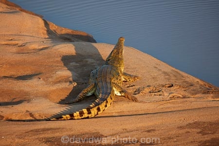 Africa;African-animals;African-wildlife;animal;animals;croc;crocodile;crocodiles;Crocodylus-niloticus;crocs;game-drive;game-park;game-parks;game-reserve;game-reserves;game-viewing;Great-Limpopo-Transfrontier-Park;Kruger;Kruger-N.P.;Kruger-National-Park;Kruger-NP;Kruger-reserve;Kruger-to-Canyons-Biosphere;Letaba-River;national-park;national-parks;natural;nature;Nile-crocodile;Nile-crocodiles;reptile;reptiles;Republic-of-South-Africa;reserve;reserves;river;rivers;safari;safaris;South-Africa;South-African-Republic;Southern-Africa;wild;wilderness;wildlife;wildlife-park;wildlife-parks;wildlife-reserve;wildlife-reserves