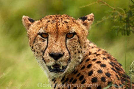 Acinonyx-jubatus;Africa;African;African-animals;African-wildlife;animal;animals;carnivore;carnivores;cat;cats;Cheetah;Cheetahs;fast;feline;game-drive;game-park;game-parks;game-reserve;game-reserves;game-viewing;Great-Limpopo-Transfrontier-Park;hunter;hunters;Kruger;Kruger-N.P.;Kruger-National-Park;Kruger-NP;Kruger-reserve;Kruger-to-Canyons-Biosphere;mammal;mammals;national-park;national-parks;natural;nature;predator;predators;Republic-of-South-Africa;reserve;reserves;safari;safaris;South-Africa;South-African-Republic;Southern-Africa;spot;spots;spotted;wild;wilderness;wildlife;wildlife-park;wildlife-parks;wildlife-reserve;wildlife-reserves
