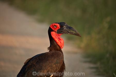 Africa;African;African-animals;African-wildlife;animal;animals;avian;bird;bird-spotting;bird-watching;bird_watching;birds;Bucorvindae;Bucorvus-cafer;Bucorvus-leadbeateri;eco-tourism;eco_tourism;ecotourism;Fauna;game-drive;game-park;game-parks;game-reserve;game-reserves;game-viewing;Great-Limpopo-Transfrontier-Park;ground-hornbills;hornbill;hornbills;Kruger;Kruger-N.P.;Kruger-National-Park;Kruger-NP;Kruger-reserve;Kruger-to-Canyons-Biosphere;national-park;national-parks;natural;Nature;Ornithology;Republic-of-South-Africa;reserve;reserves;safari;safaris;South-Africa;South-African-Republic;Southern-Africa;Southern-Ground-Hornbill;Southern-Ground-Hornbills;wild;wilderness;wildlife;wildlife-park;wildlife-parks;wildlife-reserve;wildlife-reserves