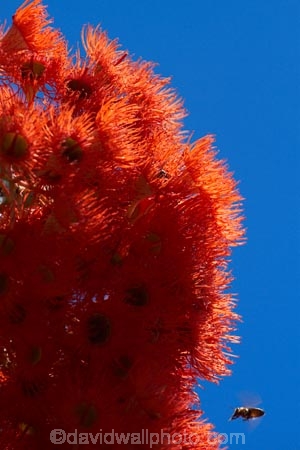 Africa;bee;bees;Cape-Town;flower;flowers;orange;orange-flower;orange-flowers;S.A.;South-Africa;Southern-Africa;Sth-Africa;Table-Mountain;tree;Western-Cape;Western-Cape-Province