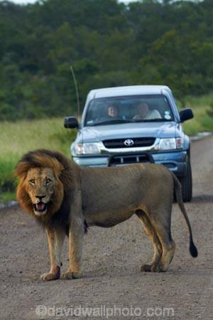 4wd;4wds;4wds;4x4;4x4s;4x4s;Africa;African-animals;African-wildlife;animal;animals;carnivore;carnivores;cat;cats;danger;dangerous;feline;four-by-four;four-by-fours;four-wheel-drive;four-wheel-drives;game-drive;game-park;game-parks;game-reserve;game-reserves;game-viewing;Great-Limpopo-Transfrontier-Park;Hilux;Hiluxes;hunter;hunters;Kruger;Kruger-N.P.;Kruger-National-Park;Kruger-NP;Kruger-reserve;Kruger-to-Canyons-Biosphere;Lion;lion-mane;lionesses;lions;male;male-lion;male-lions;mammal;mammals;mane;national-park;national-parks;natural;nature;Panthera-leo;predator;predators;Republic-of-South-Africa;reserve;reserves;South-Africa;South-African-Republic;Southern-Africa;sports-utility-vehicle;sports-utility-vehicles;suv;suvs;Toyota;toyota-camper;Toyota-Hilux;Toyota-Hiluxes;Toyotas;vehicle;vehicles;wild;wilderness;wildlife;wildlife-park;wildlife-parks;wildlife-reserve;wildlife-reserves