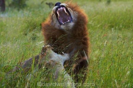 Africa;African-animals;African-wildlife;angry;animal;animals;breeding;carnivore;carnivores;cat;cats;danger;dangerous;feline;female;female-lion;female-lions;females;game-drive;game-park;game-parks;game-reserve;game-reserves;game-viewing;Great-Limpopo-Transfrontier-Park;hunter;hunters;Kruger;Kruger-N.P.;Kruger-National-Park;Kruger-NP;Kruger-reserve;Kruger-to-Canyons-Biosphere;Lion;lion-mane;lion-mating;lion-roar;lion-roaring;lioness;lionesses;lions;lions-mating;male;male-lion;male-lions;mammal;mammals;mane;mating;mouth;mouth-open;mouths;national-park;national-parks;natural;nature;open-mouth;pairing;Panthera-leo;predator;predators;Republic-of-South-Africa;reserve;reserves;roar;roaring;South-Africa;South-African-Republic;Southern-Africa;teeth;tooth;wild;wilderness;wildlife;wildlife-park;wildlife-parks;wildlife-reserve;wildlife-reserves