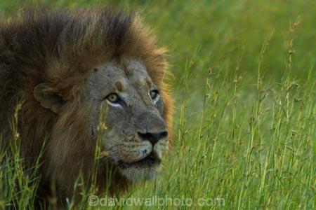 Africa;African-animals;African-wildlife;animal;animals;carnivore;carnivores;cat;cats;danger;dangerous;face;faces;feline;game-drive;game-park;game-parks;game-reserve;game-reserves;game-viewing;Great-Limpopo-Transfrontier-Park;hunter;hunters;Kruger;Kruger-N.P.;Kruger-National-Park;Kruger-NP;Kruger-reserve;Kruger-to-Canyons-Biosphere;Lion;lion-close-up;lion-close_up;lion-closeup;lion-face;lion-mane;lionesses;lions;male;male-lion;male-lions;males;mammal;mammals;mane;national-park;national-parks;natural;nature;Panthera-leo;predator;predators;Republic-of-South-Africa;reserve;reserves;South-Africa;South-African-Republic;Southern-Africa;wild;wilderness;wildlife;wildlife-park;wildlife-parks;wildlife-reserve;wildlife-reserves