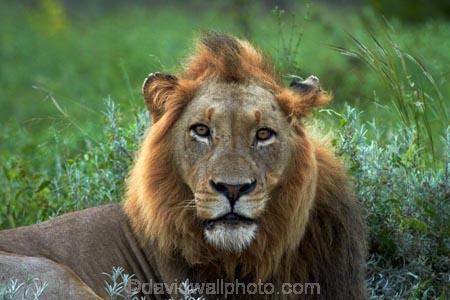 Africa;African-animals;African-wildlife;animal;animals;carnivore;carnivores;cat;cats;danger;dangerous;face;faces;feline;game-drive;game-park;game-parks;game-reserve;game-reserves;game-viewing;Great-Limpopo-Transfrontier-Park;hunter;hunters;Kruger;Kruger-N.P.;Kruger-National-Park;Kruger-NP;Kruger-reserve;Kruger-to-Canyons-Biosphere;Lion;lion-close-up;lion-close_up;lion-closeup;lion-face;lion-mane;lionesses;lions;male;male-lion;male-lions;males;mammal;mammals;mane;national-park;national-parks;natural;nature;Panthera-leo;predator;predators;Republic-of-South-Africa;reserve;reserves;South-Africa;South-African-Republic;Southern-Africa;wild;wilderness;wildlife;wildlife-park;wildlife-parks;wildlife-reserve;wildlife-reserves