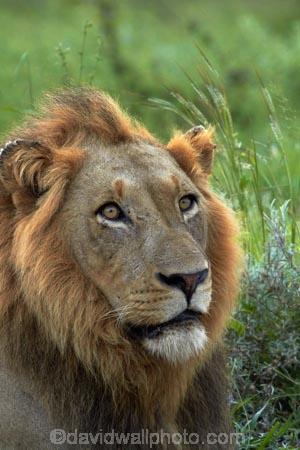 Africa;African-animals;African-wildlife;animal;animals;carnivore;carnivores;cat;cats;danger;dangerous;face;faces;feline;game-drive;game-park;game-parks;game-reserve;game-reserves;game-viewing;Great-Limpopo-Transfrontier-Park;hunter;hunters;Kruger;Kruger-N.P.;Kruger-National-Park;Kruger-NP;Kruger-reserve;Kruger-to-Canyons-Biosphere;Lion;lion-close-up;lion-close_up;lion-closeup;lion-face;lion-mane;lionesses;lions;male;male-lion;male-lions;males;mammal;mammals;mane;national-park;national-parks;natural;nature;Panthera-leo;predator;predators;Republic-of-South-Africa;reserve;reserves;South-Africa;South-African-Republic;Southern-Africa;wild;wilderness;wildlife;wildlife-park;wildlife-parks;wildlife-reserve;wildlife-reserves
