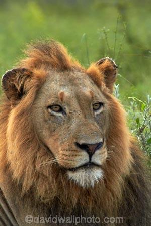 Africa;African-animals;African-wildlife;animal;animals;carnivore;carnivores;cat;cats;danger;dangerous;face;faces;feline;game-drive;game-park;game-parks;game-reserve;game-reserves;game-viewing;Great-Limpopo-Transfrontier-Park;hunter;hunters;Kruger;Kruger-N.P.;Kruger-National-Park;Kruger-NP;Kruger-reserve;Kruger-to-Canyons-Biosphere;Lion;lion-close-up;lion-close_up;lion-closeup;lion-face;lion-mane;lionesses;lions;male;male-lion;male-lions;males;mammal;mammals;mane;national-park;national-parks;natural;nature;Panthera-leo;predator;predators;Republic-of-South-Africa;reserve;reserves;South-Africa;South-African-Republic;Southern-Africa;wild;wilderness;wildlife;wildlife-park;wildlife-parks;wildlife-reserve;wildlife-reserves