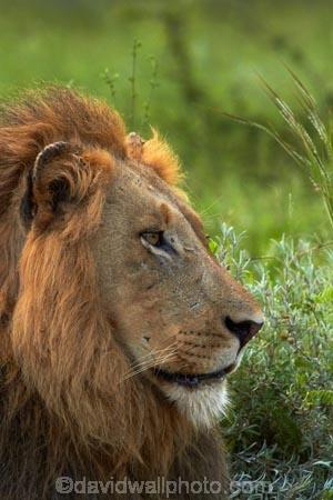 Africa;African-animals;African-wildlife;animal;animals;carnivore;carnivores;cat;cats;danger;dangerous;face;faces;feline;game-drive;game-park;game-parks;game-reserve;game-reserves;game-viewing;Great-Limpopo-Transfrontier-Park;hunter;hunters;Kruger;Kruger-N.P.;Kruger-National-Park;Kruger-NP;Kruger-reserve;Kruger-to-Canyons-Biosphere;Lion;lion-close-up;lion-close_up;lion-closeup;lion-face;lion-mane;lionesses;lions;male;male-lion;male-lions;males;mammal;mammals;mane;national-park;national-parks;natural;nature;Panthera-leo;predator;predators;Republic-of-South-Africa;reserve;reserves;South-Africa;South-African-Republic;Southern-Africa;wild;wilderness;wildlife;wildlife-park;wildlife-parks;wildlife-reserve;wildlife-reserves