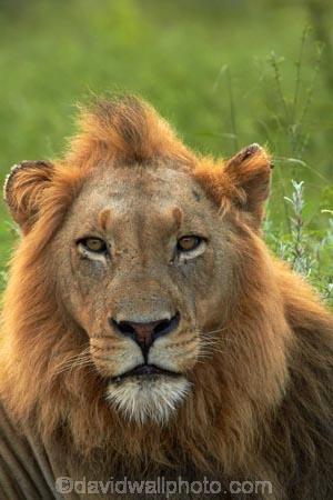 Africa;African-animals;African-wildlife;animal;animals;carnivore;carnivores;cat;cats;danger;dangerous;face;faces;feline;game-drive;game-park;game-parks;game-reserve;game-reserves;game-viewing;Great-Limpopo-Transfrontier-Park;hunter;hunters;Kruger;Kruger-N.P.;Kruger-National-Park;Kruger-NP;Kruger-reserve;Kruger-to-Canyons-Biosphere;Lion;lion-close-up;lion-close_up;lion-closeup;lion-face;lion-mane;lionesses;lions;male;male-lion;male-lions;males;mammal;mammals;mane;national-park;national-parks;natural;nature;Panthera-leo;predator;predators;Republic-of-South-Africa;reserve;reserves;South-Africa;South-African-Republic;Southern-Africa;wild;wilderness;wildlife;wildlife-park;wildlife-parks;wildlife-reserve;wildlife-reserves
