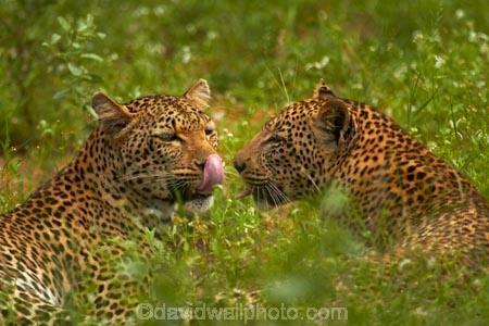 Africa;African-animals;African-wildlife;animal;animals;carnivore;carnivores;cat;cats;couple;couples;feline;game-drive;game-park;game-parks;game-reserve;game-reserves;game-viewing;grass;Great-Limpopo-Transfrontier-Park;hide;hiding;hiding-in-long-grass;hunter;hunters;Kruger;Kruger-N.P.;Kruger-National-Park;Kruger-NP;Kruger-reserve;Kruger-to-Canyons-Biosphere;leopard;leopards;long-grass;mammal;mammals;national-park;national-parks;natural;nature;pair;pairs;Panthera-pardus;predator;predators;Republic-of-South-Africa;reserve;reserves;rosette;rosettes;South-Africa;South-African-Republic;Southern-Africa;spot;spots;spotted;spotted-cat;spotted-cats;two;wild;wilderness;wildlife;wildlife-park;wildlife-parks;wildlife-reserve;wildlife-reserves
