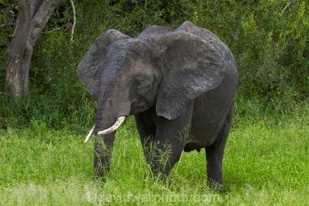 Africa;African-animals;African-bush-elephant;African-bush-elephants;African-elephant;African-elephants;African-wildlife;animal;animals;elephant;elephants;game-drive;game-park;game-parks;game-reserve;game-reserves;game-viewing;Great-Limpopo-Transfrontier-Park;Kruger;Kruger-N.P.;Kruger-National-Park;Kruger-NP;Kruger-reserve;Kruger-to-Canyons-Biosphere;Loxodonta-africana;mammal;mammals;national-park;national-parks;natural;nature;pachyderm;pachyderms;Republic-of-South-Africa;reserve;reserves;South-Africa;South-African-Republic;Southern-Africa;tusk;tusks;wild;wilderness;wildlife;wildlife-park;wildlife-parks;wildlife-reserve;wildlife-reserves