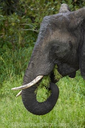 Africa;African-animals;African-bush-elephant;African-bush-elephants;African-elephant;African-elephants;African-wildlife;animal;animals;elephant;elephants;game-drive;game-park;game-parks;game-reserve;game-reserves;game-viewing;Great-Limpopo-Transfrontier-Park;Kruger;Kruger-N.P.;Kruger-National-Park;Kruger-NP;Kruger-reserve;Kruger-to-Canyons-Biosphere;Loxodonta-africana;mammal;mammals;national-park;national-parks;natural;nature;pachyderm;pachyderms;Republic-of-South-Africa;reserve;reserves;South-Africa;South-African-Republic;Southern-Africa;tusk;tusks;wild;wilderness;wildlife;wildlife-park;wildlife-parks;wildlife-reserve;wildlife-reserves