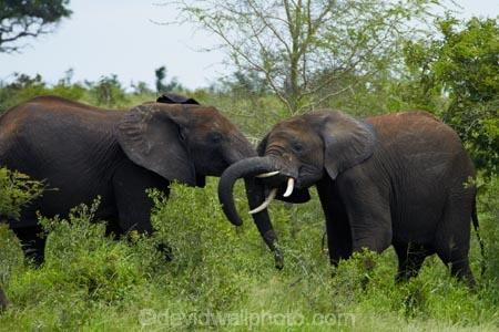 Africa;African-animals;African-bush-elephant;African-bush-elephants;African-elephant;African-elephants;African-wildlife;animal;animals;elephant;elephant-fight;elephants;elephants-fighting;fight;fighting;game-drive;game-park;game-parks;game-reserve;game-reserves;game-viewing;Great-Limpopo-Transfrontier-Park;Kruger;Kruger-N.P.;Kruger-National-Park;Kruger-NP;Kruger-reserve;Kruger-to-Canyons-Biosphere;Loxodonta-africana;mammal;mammals;national-park;national-parks;natural;nature;pachyderm;pachyderms;Republic-of-South-Africa;reserve;reserves;South-Africa;South-African-Republic;Southern-Africa;spar;sparring;tusk;tusks;wild;wilderness;wildlife;wildlife-park;wildlife-parks;wildlife-reserve;wildlife-reserves