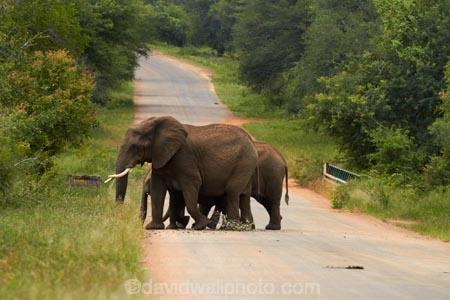 Africa;African-animals;African-bush-elephant;African-bush-elephants;African-elephant;African-elephants;African-wildlife;animal;animals;cross;crossing;elephant;elephants;game-drive;game-park;game-parks;game-reserve;game-reserves;game-viewing;Great-Limpopo-Transfrontier-Park;Kruger;Kruger-N.P.;Kruger-National-Park;Kruger-NP;Kruger-reserve;Kruger-to-Canyons-Biosphere;Loxodonta-africana;mammal;mammals;national-park;national-parks;natural;nature;pachyderm;pachyderms;Republic-of-South-Africa;reserve;reserves;road;roads;South-Africa;South-African-Republic;Southern-Africa;wild;wilderness;wildlife;wildlife-park;wildlife-parks;wildlife-reserve;wildlife-reserves