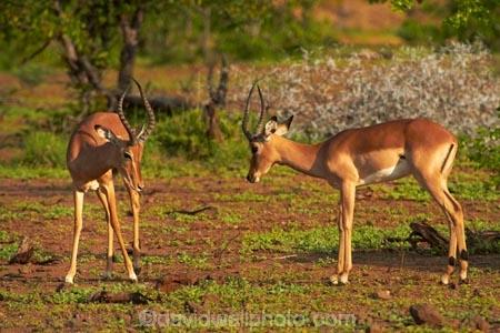Aepyceros-melampus;Aepyceros-melampus-melampus;Africa;African-animals;African-wildlife;animal;animals;antelope;antelopes;fight;fighting;fights;game-drive;game-park;game-parks;game-reserve;game-reserves;game-viewing;Great-Limpopo-Transfrontier-Park;impala;impalas;Kruger;Kruger-N.P.;Kruger-National-Park;Kruger-NP;Kruger-reserve;Kruger-to-Canyons-Biosphere;male;male-impala;male-impalas;males;mammal;mammals;national-park;national-parks;natural;nature;Republic-of-South-Africa;reserve;reserves;South-Africa;South-African-Republic;Southern-Africa;spar;sparring;wild;wilderness;wildlife;wildlife-park;wildlife-parks;wildlife-reserve;wildlife-reserves