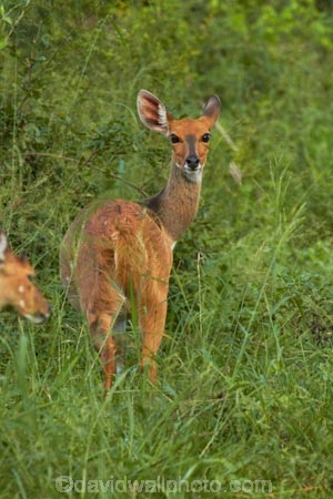 Africa;African;African-animals;African-wildlife;animal;animals;antelope;antelopes;bushbuck;bushbucks;game-park;game-parks;game-reserve;game-reserves;Great-Limpopo-Transfrontier-Park;imbabala;Kruger;Kruger-N.P.;Kruger-National-Park;Kruger-NP;Kruger-reserve;Kruger-to-Canyons-Biosphere;mammal;mammals;national-park;national-parks;Republic-of-South-Africa;South-Africa;South-African-Republic;Southern-Africa;Tragelaphus-sylvaticus;wildlife;wildlife-park;wildlife-parks;wildlife-reserve;wildlife-reserves