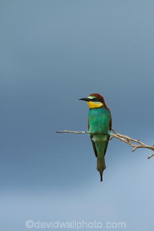 Africa;African;African-animals;African-wildlife;Animal;animals;avian;bee_eater;bee_eaters;bird;bird-spotting;bird-watching;bird_watching;birds;eco-tourism;eco_tourism;ecotourism;European-Bee-eater;European-Bee-eaters;European-Bee_eater;European-Bee_eaters;Fauna;game-park;game-parks;game-reserve;game-reserves;Great-Limpopo-Transfrontier-Park;Kruger;Kruger-N.P.;Kruger-National-Park;Kruger-NP;Kruger-reserve;Kruger-to-Canyons-Biosphere;Meropidae;Merops-apiaster;national-park;national-parks;Natural;Nature;Ornithology;passerine-bird;Republic-of-South-Africa;South-Africa;South-African-Republic;Southern-Africa;wild;wildlife;wildlife-park;wildlife-parks;wildlife-reserve;wildlife-reserves