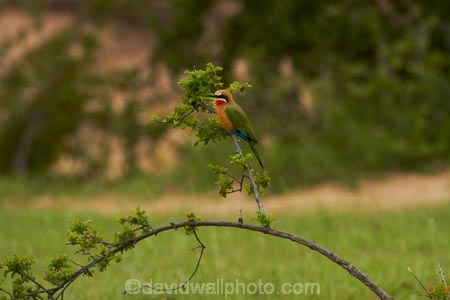 Africa;Animal;animals;avian;Bee-eater;Bee-eaters;Bee_eater;Bee_eaters;bird;bird-spotting;bird-watching;bird_watching;birds;eco-tourism;eco_tourism;ecotourism;Fauna;game-park;game-parks;game-reserve;game-reserves;Great-Limpopo-Transfrontier-Park;Kruger;Kruger-N.P.;Kruger-National-Park;Kruger-NP;Kruger-reserve;Kruger-to-Canyons-Biosphere;Merops-bullockoides;national-park;national-parks;Natural;Nature;Ornithology;Republic-of-South-Africa;South-Africa;South-African-Republic;Southern-Africa;White-fronted-Bee-eater;White-fronted-Bee-eaters;White-fronted-Bee_eater;White-fronted-Bee_eaters;White_fronted-Bee_eater;White_fronted-Bee_eaters;wild;wildlife;wildlife-park;wildlife-parks;wildlife-reserve;wildlife-reserves