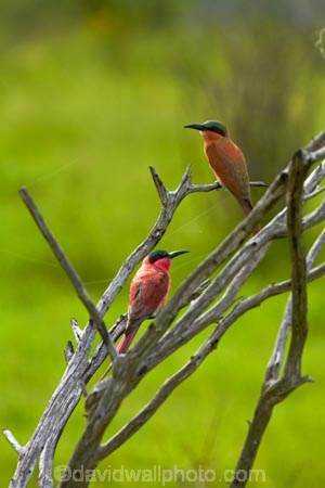 Africa;Animal;animals;avian;Bee-eater;Bee-eaters;Bee_eater;Bee_eaters;bird;bird-spotting;bird-watching;bird_watching;birds;Carmine;Carmine-Bee-eater;Carmine-Bee-eaters;Carmine-Bee_eater;Carmine-Bee_eaters;eco-tourism;eco_tourism;ecotourism;Fauna;game-park;game-parks;game-reserve;game-reserves;Great-Limpopo-Transfrontier-Park;juvenile;juvenile-Carmine-Bee-eater;juvenile-Carmine-Bee-eaters;juvenile-Carmine-Bee_eater;juvenile-Carmine-Bee_eaters;juvenile-southern-Carmine-Bee-eater;juvenile-southern-Carmine-Bee-eaters;juvenile-southern-Carmine-Bee_eater;juvenile-southern-Carmine-Bee_eaters;juveniles;Kruger;Kruger-N.P.;Kruger-National-Park;Kruger-NP;Kruger-reserve;Kruger-to-Canyons-Biosphere;Merops-nubicoides;national-park;national-parks;Natural;Nature;Ornithology;pink;Republic-of-South-Africa;South-Africa;South-African-Republic;Southern-Africa;Southern-Carmine-Bee-eater;Southern-Carmine-Bee-eaters;Southern-Carmine-Bee_eater;Southern-Carmine-Bee_eaters;wild;wildlife;wildlife-park;wildlife-parks;wildlife-reserve;wildlife-reserves