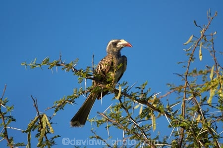 Africa;African-Gray-Hornbill;African-Gray-Hornbills;African-Grey-Hornbill;African-Grey-Hornbills;Animal;animals;avian;bird;bird-spotting;bird-watching;bird_watching;birds;eco-tourism;eco_tourism;ecotourism;Fauna;game-park;game-parks;game-reserve;game-reserves;Gray-Hornbill;Gray-Hornbills;Great-Limpopo-Transfrontier-Park;Grey-Hornbill;Grey-Hornbills;hornbill;hornbills;Kruger;Kruger-N.P.;Kruger-National-Park;Kruger-NP;Kruger-reserve;Kruger-to-Canyons-Biosphere;national-park;national-parks;Natural;Nature;Ornithology;Republic-of-South-Africa;South-Africa;South-African-Republic;Southern-Africa;Tockus-nasutus;wild;wildlife;wildlife-park;wildlife-parks;wildlife-reserve;wildlife-reserves