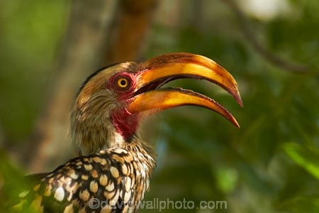 Africa;Animal;animals;avian;bill;bills;bird;bird-spotting;bird-watching;bird_watching;birds;eco-tourism;eco_tourism;ecotourism;Fauna;Flying-Banana;game-park;game-parks;game-reserve;game-reserves;Great-Limpopo-Transfrontier-Park;Hornbill;Hornbills;Kruger;Kruger-N.P.;Kruger-National-Park;Kruger-NP;Kruger-reserve;Kruger-to-Canyons-Biosphere;national-park;national-parks;Natural;Nature;Ornithology;Republic-of-South-Africa;South-Africa;South-African-Republic;Southern-Africa;Southern-Yellow_billed-Hornbill;Southern-Yellow_billed-Hornbills;Tockus-leucomelas;wild;wildlife;wildlife-park;wildlife-parks;wildlife-reserve;wildlife-reserves;Yellow-billed-Hornbill;Yellow-billed-Hornbills;Yellow_billed-Hornbill;Yellow_billed-Hornbills