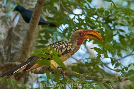 Africa;Animal;animals;avian;bill;bills;bird;bird-spotting;bird-watching;bird_watching;birds;eco-tourism;eco_tourism;ecotourism;Fauna;Flying-Banana;game-park;game-parks;game-reserve;game-reserves;Great-Limpopo-Transfrontier-Park;Hornbill;Hornbills;Kruger;Kruger-N.P.;Kruger-National-Park;Kruger-NP;Kruger-reserve;Kruger-to-Canyons-Biosphere;national-park;national-parks;Natural;Nature;Ornithology;Republic-of-South-Africa;South-Africa;South-African-Republic;Southern-Africa;Southern-Yellow_billed-Hornbill;Southern-Yellow_billed-Hornbills;Tockus-leucomelas;wild;wildlife;wildlife-park;wildlife-parks;wildlife-reserve;wildlife-reserves;Yellow-billed-Hornbill;Yellow-billed-Hornbills;Yellow_billed-Hornbill;Yellow_billed-Hornbills
