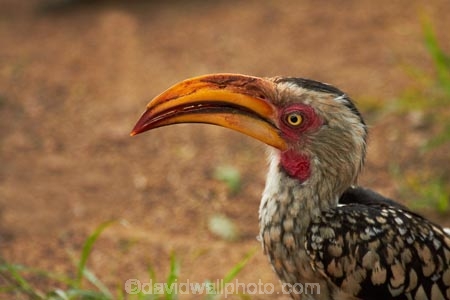 Africa;Animal;animals;avian;bill;bills;bird;bird-spotting;bird-watching;bird_watching;birds;eco-tourism;eco_tourism;ecotourism;Fauna;Flying-Banana;game-park;game-parks;game-reserve;game-reserves;Great-Limpopo-Transfrontier-Park;Hornbill;Hornbills;Kruger;Kruger-N.P.;Kruger-National-Park;Kruger-NP;Kruger-reserve;Kruger-to-Canyons-Biosphere;national-park;national-parks;Natural;Nature;Ornithology;Republic-of-South-Africa;South-Africa;South-African-Republic;Southern-Africa;Southern-Yellow_billed-Hornbill;Southern-Yellow_billed-Hornbills;Tockus-leucomelas;wild;wildlife;wildlife-park;wildlife-parks;wildlife-reserve;wildlife-reserves;Yellow-billed-Hornbill;Yellow-billed-Hornbills;Yellow_billed-Hornbill;Yellow_billed-Hornbills