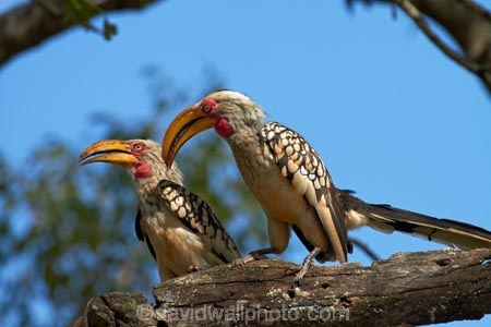 Africa;Animal;animals;avian;bill;bills;bird;bird-spotting;bird-watching;bird_watching;birds;eco-tourism;eco_tourism;ecotourism;Fauna;Flying-Banana;game-park;game-parks;game-reserve;game-reserves;Great-Limpopo-Transfrontier-Park;Hornbill;Hornbills;Kruger;Kruger-N.P.;Kruger-National-Park;Kruger-NP;Kruger-reserve;Kruger-to-Canyons-Biosphere;national-park;national-parks;Natural;Nature;Ornithology;Republic-of-South-Africa;South-Africa;South-African-Republic;Southern-Africa;Southern-Yellow_billed-Hornbill;Southern-Yellow_billed-Hornbills;Tockus-leucomelas;wild;wildlife;wildlife-park;wildlife-parks;wildlife-reserve;wildlife-reserves;Yellow-billed-Hornbill;Yellow-billed-Hornbills;Yellow_billed-Hornbill;Yellow_billed-Hornbills