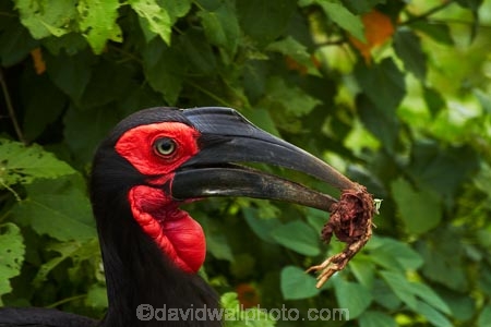 Africa;Animal;animals;avian;bird;bird-spotting;bird-watching;bird_watching;birds;Bucorvindae;Bucorvus-cafer;Bucorvus-leadbeateri;eco-tourism;eco_tourism;ecotourism;Fauna;game-park;game-parks;game-reserve;game-reserves;Great-Limpopo-Transfrontier-Park;ground-hornbills;hornbill;hornbills;Kruger;Kruger-N.P.;Kruger-National-Park;Kruger-NP;Kruger-reserve;Kruger-to-Canyons-Biosphere;national-park;national-parks;Natural;Nature;Ornithology;Republic-of-South-Africa;South-Africa;South-African-Republic;Southern-Africa;Southern-Ground-Hornbill;Southern-Ground-Hornbills;wild;wildlife;wildlife-park;wildlife-parks;wildlife-reserve;wildlife-reserves