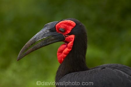 Africa;Animal;animals;avian;bird;bird-spotting;bird-watching;bird_watching;birds;Bucorvindae;Bucorvus-cafer;Bucorvus-leadbeateri;eco-tourism;eco_tourism;ecotourism;Fauna;game-park;game-parks;game-reserve;game-reserves;Great-Limpopo-Transfrontier-Park;ground-hornbills;hornbill;hornbills;Kruger;Kruger-N.P.;Kruger-National-Park;Kruger-NP;Kruger-reserve;Kruger-to-Canyons-Biosphere;national-park;national-parks;Natural;Nature;Ornithology;Republic-of-South-Africa;South-Africa;South-African-Republic;Southern-Africa;Southern-Ground-Hornbill;Southern-Ground-Hornbills;wild;wildlife;wildlife-park;wildlife-parks;wildlife-reserve;wildlife-reserves