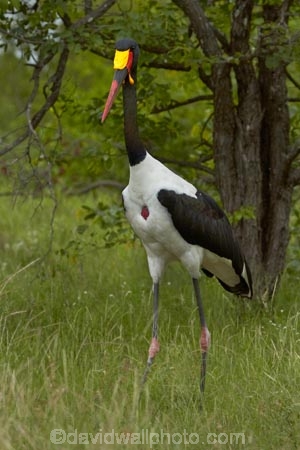 Africa;Animal;animals;avian;bird;bird-spotting;bird-watching;bird_watching;birds;Ciconiidae;eco-tourism;eco_tourism;ecotourism;Ephippiorhynchus-senegalensis;Fauna;game-park;game-parks;game-reserve;game-reserves;Great-Limpopo-Transfrontier-Park;Kruger;Kruger-N.P.;Kruger-National-Park;Kruger-NP;Kruger-reserve;Kruger-to-Canyons-Biosphere;national-park;national-parks;Natural;Nature;Ornithology;Republic-of-South-Africa;Saddle-billed-Stork;Saddle-billed-Storks;Saddle_billed-Stork;Saddle_billed-Storks;Saddlebilled-Stork;Saddlebilled-Storks;South-Africa;South-African-Republic;Southern-Africa;stork;storks;wading-bird;wild;wildlife;wildlife-park;wildlife-parks;wildlife-reserve;wildlife-reserves