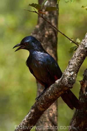 Africa;Animal;animals;avian;bird;bird-spotting;bird-watching;bird_watching;birds;eco-tourism;eco_tourism;ecotourism;Fauna;game-park;game-parks;game-reserve;game-reserves;Great-Limpopo-Transfrontier-Park;Kruger;Kruger-N.P.;Kruger-National-Park;Kruger-NP;Kruger-reserve;Kruger-to-Canyons-Biosphere;national-park;national-parks;Natural;Nature;Onychognathus-morio;Ornithology;Red-winged-Starling;Red-winged-Starlings;Red_winged-Starling;Red_winged-Starlings;Republic-of-South-Africa;South-Africa;South-African-Republic;Southern-Africa;starling;starlings;Sturnidae;wild;wildlife;wildlife-park;wildlife-parks;wildlife-reserve;wildlife-reserves