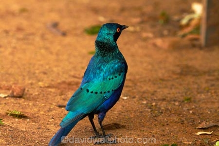 Africa;Animal;animals;avian;bird;bird-spotting;bird-watching;bird_watching;birds;Blue_eared-Glossy_starling;Blue_eared-Glossy_starlings;Blue_eared-Starling;Blue_eared-Starlings;eco-tourism;eco_tourism;ecotourism;Fauna;game-park;game-parks;game-reserve;game-reserves;Glossy-starling;Glossy-starlings;Great-Limpopo-Transfrontier-Park;Greater-Blue-eared-Glossy-starling;Greater-Blue-eared-Glossy-starlings;Greater-Blue-eared-Starling;Greater-Blue-eared-Starlings;Greater-Blue_eared-Glossy_starling;Greater-Blue_eared-Glossy_starlings;Greater-Blue_eared-Starling;Greater-Blue_eared-Starlings;Kruger;Kruger-N.P.;Kruger-National-Park;Kruger-NP;Kruger-reserve;Kruger-to-Canyons-Biosphere;Lamprotornis-chalybaeus;national-park;national-parks;Natural;Nature;Ornithology;Republic-of-South-Africa;South-Africa;South-African-Republic;Southern-Africa;starling;starlings;wild;wildlife;wildlife-park;wildlife-parks;wildlife-reserve;wildlife-reserves