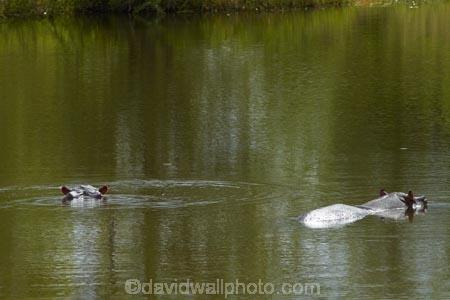 Africa;African-animals;African-wildlife;animal;animals;game-drive;game-park;game-parks;game-reserve;game-reserves;game-viewing;Great-Limpopo-Transfrontier-Park;hippo;hippopotami;hippopotamus;Hippopotamus-amphibius;hippopotamuses;hippos;Kruger;Kruger-N.P.;Kruger-National-Park;Kruger-NP;Kruger-reserve;Kruger-to-Canyons-Biosphere;Letaba-River;mammal;mammals;national-park;national-parks;natural;nature;Republic-of-South-Africa;reserve;reserves;river;rivers;South-Africa;South-African-Republic;Southern-Africa;wild;wilderness;wildlife;wildlife-park;wildlife-parks;wildlife-reserve;wildlife-reserves