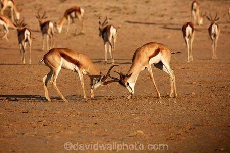 Africa;agression;agressive;animal;animals;antelope;antelopes;Antidorcas-marsupialis;Botswana;desert;deserts;fight;fighting;game-park;game-parks;game-reserve;game-reserves;Gemsbok-National-Park;Kalahari-Desert;Kalahari-Gemsbok-N.P.;Kalahari-Gemsbok-National-Park;Kalahari-Gemsbok-NP;Kgalagadi;Kgalagadi-Park;Kgalagadi-Transfrontier-Park;male;males;mammal;mammals;national-park;national-parks;park;parks;Republic-of-South-Africa;safari;safaris;South-Africa;South-African-Republic;Southern-Africa;springbok;springboks;springbuck;wilderness;wildlife;wildlife-park;wildlife-parks;wildlife-reserve;wildlife-reserves