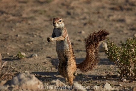 Africa;animal;animals;antelope;antelopes;Botswana;Cape-ground-squirrel;Cape-ground-squirrels;desert;deserts;game-park;game-parks;game-reserve;game-reserves;game-viewing;Gemsbok-National-Park;ground-squirrel;ground-squirrels;Kalahari-Desert;Kalahari-Gemsbok-N.P.;Kalahari-Gemsbok-National-Park;Kalahari-Gemsbok-NP;Kgalagadi;Kgalagadi-Park;Kgalagadi-Transfrontier-Park;mammal;mammals;national-park;national-parks;park;parks;Republic-of-South-Africa;safari;safaris;South-Africa;South-African-Republic;Southern-Africa;squirrel;squirrels;wilderness;wildlife;wildlife-park;wildlife-parks;wildlife-reserve;wildlife-reserves;Xerus-inauris