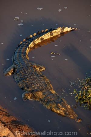 Africa;African-animals;African-wildlife;animal;animals;croc;crocodile;crocodiles;Crocodylus-niloticus;crocs;game-drive;game-park;game-parks;game-reserve;game-reserves;game-viewing;Great-Limpopo-Transfrontier-Park;Kruger;Kruger-N.P.;Kruger-National-Park;Kruger-NP;Kruger-reserve;Kruger-to-Canyons-Biosphere;Letaba-River;national-park;national-parks;natural;nature;Nile-crocodile;Nile-crocodiles;reptile;reptiles;Republic-of-South-Africa;reserve;reserves;river;rivers;safari;safaris;South-Africa;South-African-Republic;Southern-Africa;wild;wilderness;wildlife;wildlife-park;wildlife-parks;wildlife-reserve;wildlife-reserves