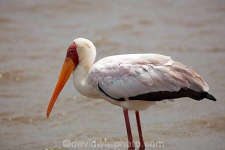 Africa;African;African-animals;African-wildlife;Animal;animals;avian;bird;bird-spotting;bird-watching;bird_watching;birds;Ciconiidae;eco-tourism;eco_tourism;ecotourism;Fauna;game-drive;game-park;game-parks;game-reserve;game-reserves;game-viewing;Great-Limpopo-Transfrontier-Park;Kruger;Kruger-N.P.;Kruger-National-Park;Kruger-NP;Kruger-reserve;Kruger-to-Canyons-Biosphere;Mycteria-ibis;national-park;national-parks;Natural;nature;Ornithology;Republic-of-South-Africa;reserve;reserves;safari;safaris;South-Africa;South-African-Republic;Southern-Africa;stork;storks;wading-bird;wading-birds;wild;wilderness;wildlife;wildlife-park;wildlife-parks;wildlife-reserve;wildlife-reserves;Yellow-billed-Stork;Yellow-billed-Storks;Yellow_billed-Stork;Yellow_billed-Storks