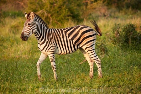 Africa;African;African-animals;African-wildlife;animal;animals;black-amp;-white;black-and-white;Burchells-zebra;Burchells-zebra;Equus-burchellii;Equus-quagga;Equus-quagga-burchellii;game-drive;game-park;game-parks;game-reserve;game-reserves;game-viewing;Great-Limpopo-Transfrontier-Park;Kruger;Kruger-N.P.;Kruger-National-Park;Kruger-NP;Kruger-reserve;Kruger-to-Canyons-Biosphere;mammal;mammals;national-park;national-parks;natural;nature;Plains-zebra;Plains-zebras;Republic-of-South-Africa;reserve;reserves;safari;safaris;South-Africa;South-African-Republic;Southern-Africa;stripe;stripes;stripped;wild;wilderness;wildlife;wildlife-park;wildlife-parks;wildlife-reserve;wildlife-reserves;zebra;zebras